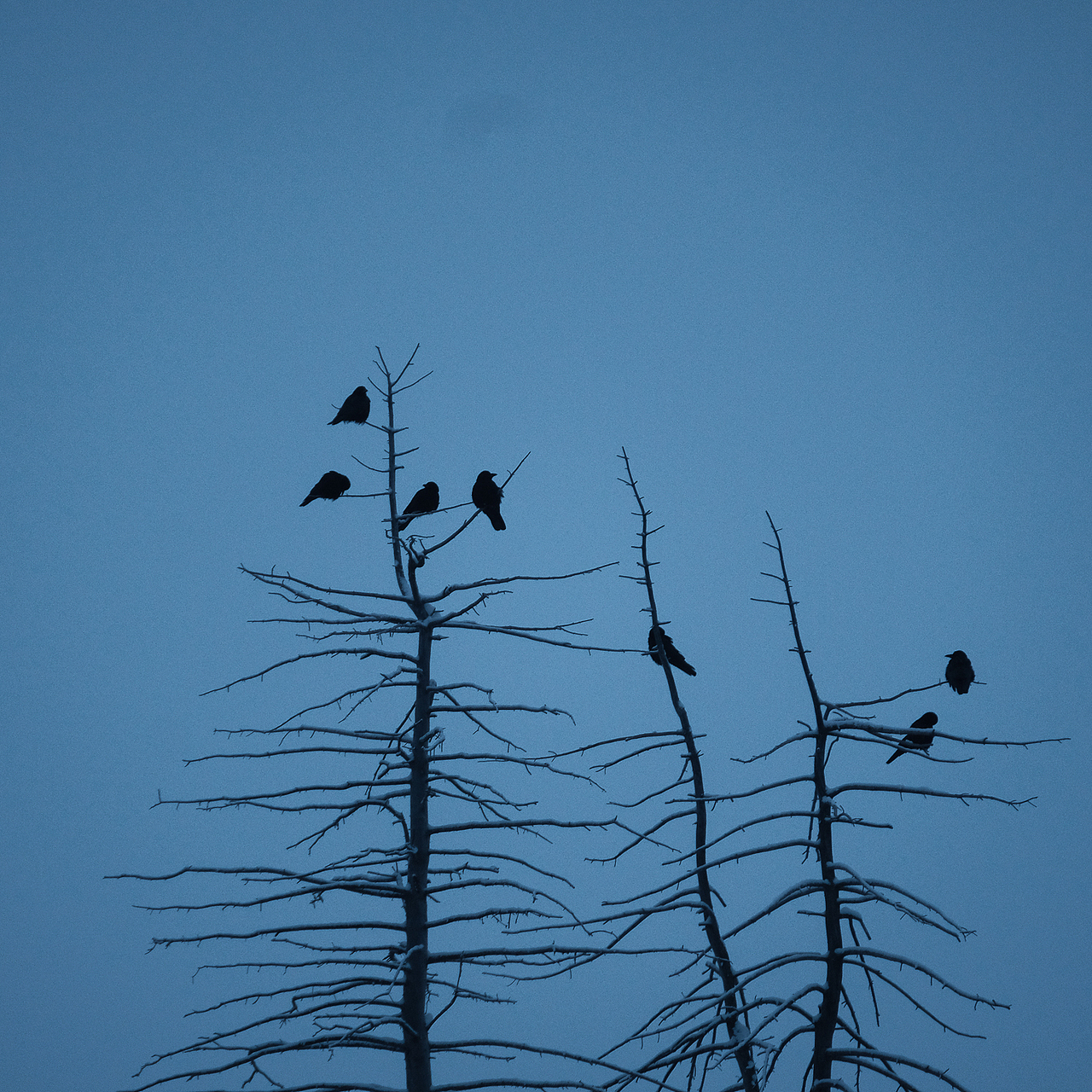 「行摄之路」冬 · 鸦 | The silent morning（图ZMTQ1NDE1NjMy） - 宠物摄影 - 站酷设计师jaminred原创素材 - 站酷ZCOOL