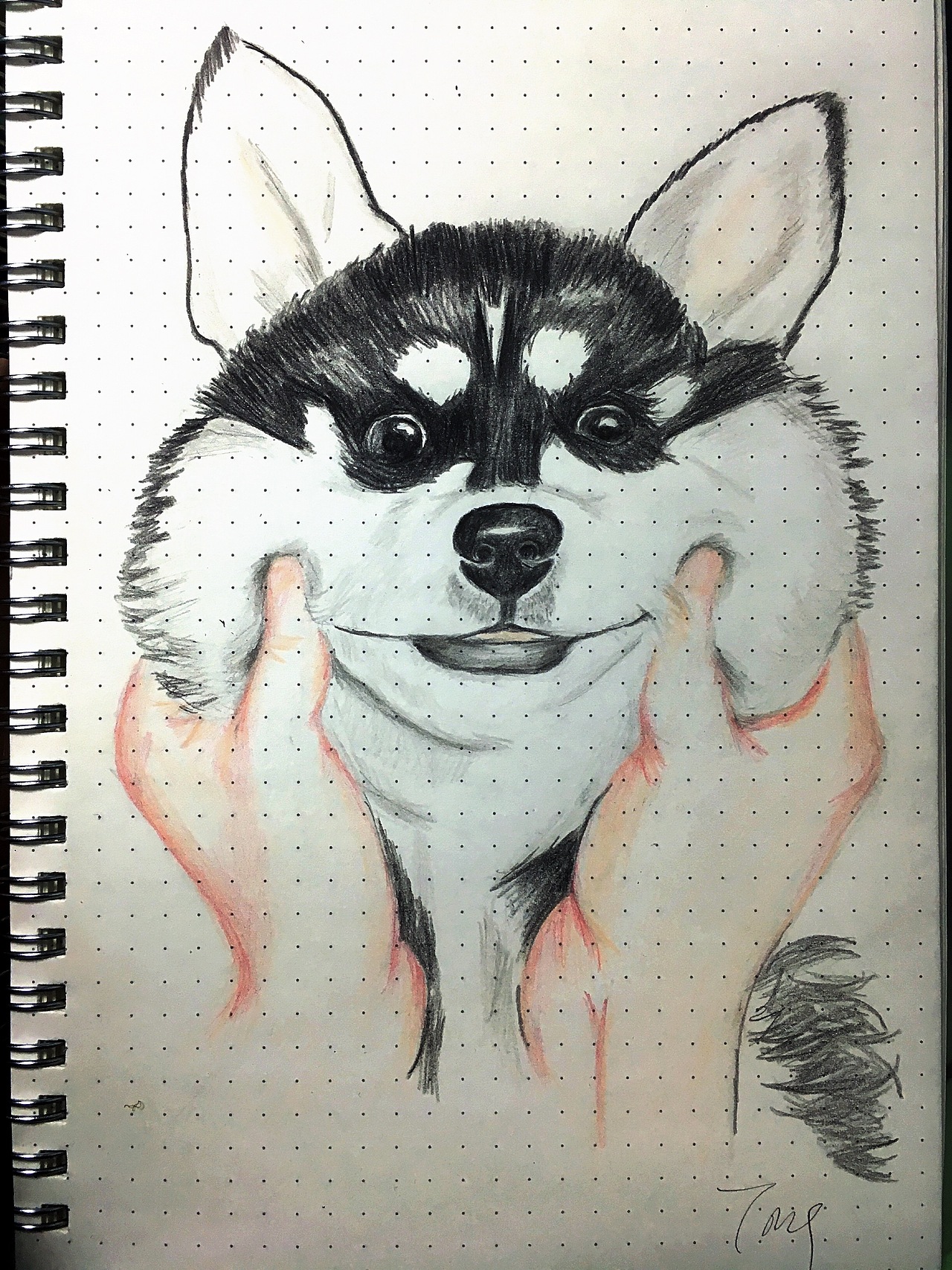 手捏哈士奇（图ZNjY4Mjk3Njg=） - 创作习作 - 站酷设计师cipher234原创素材 - 站酷ZCOOL