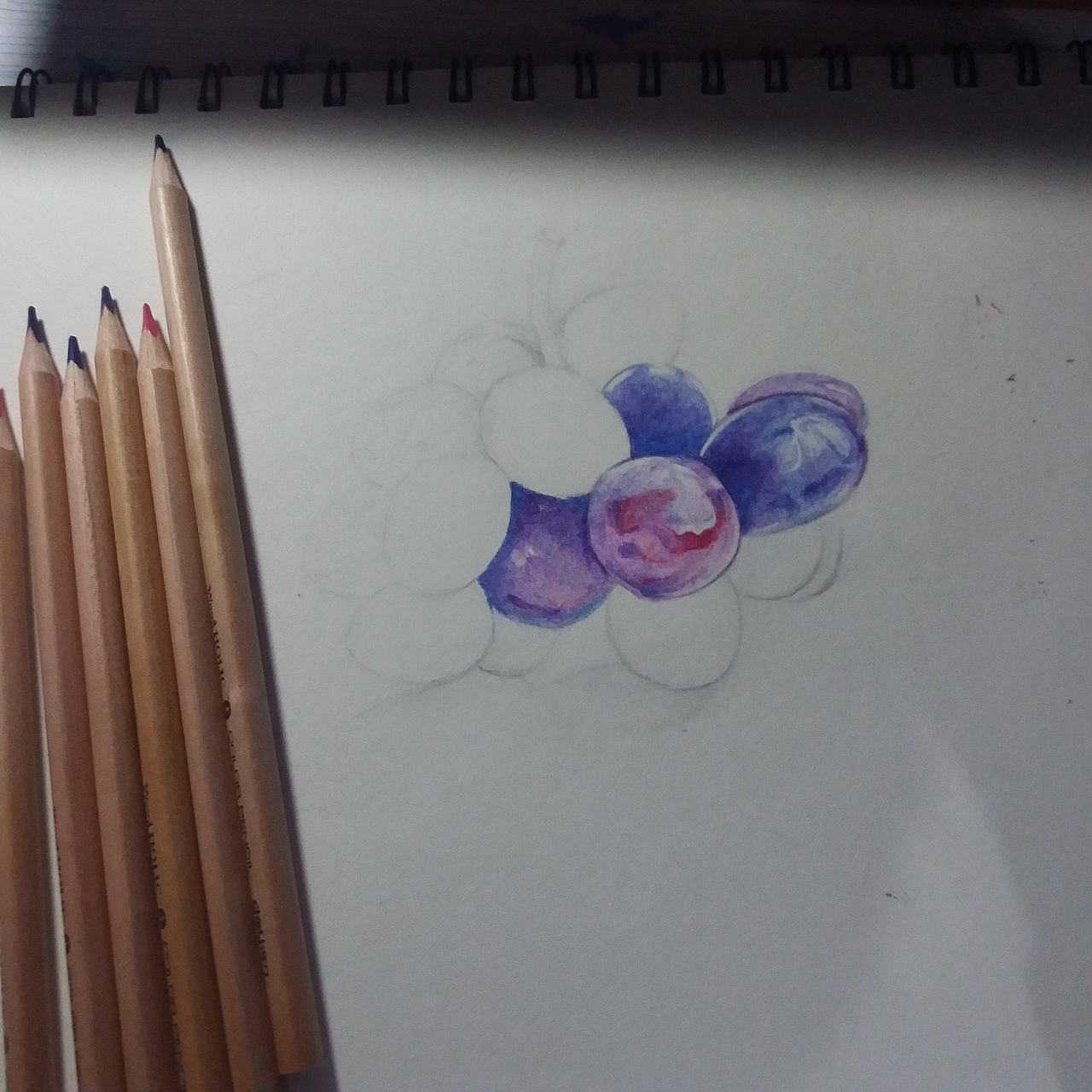 彩铅临摹练习-葡萄