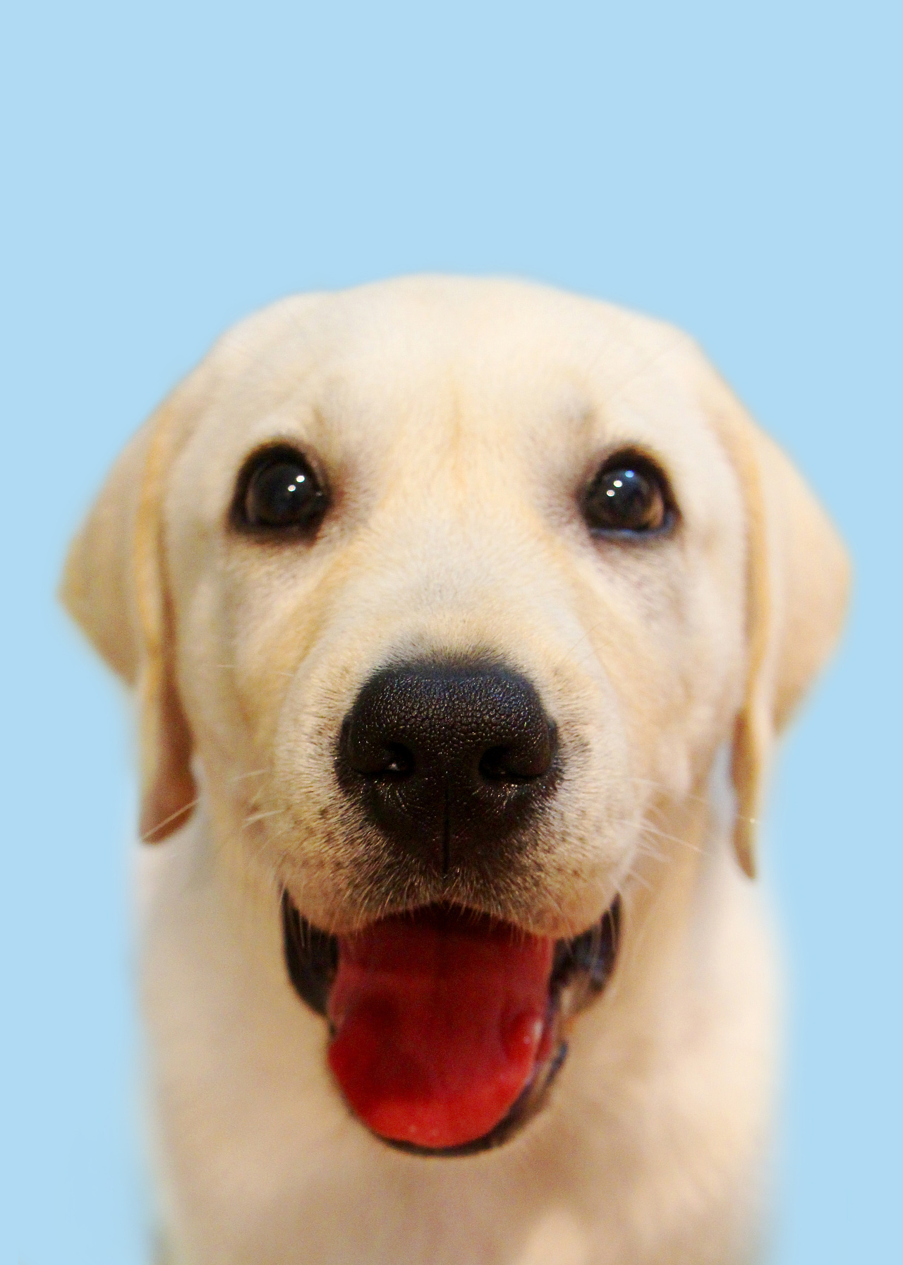 纯种拉布拉多犬幼犬狗狗出售 宠物拉布拉多犬可支付宝交易 拉布拉多犬 /编号10102102 - 宝贝它