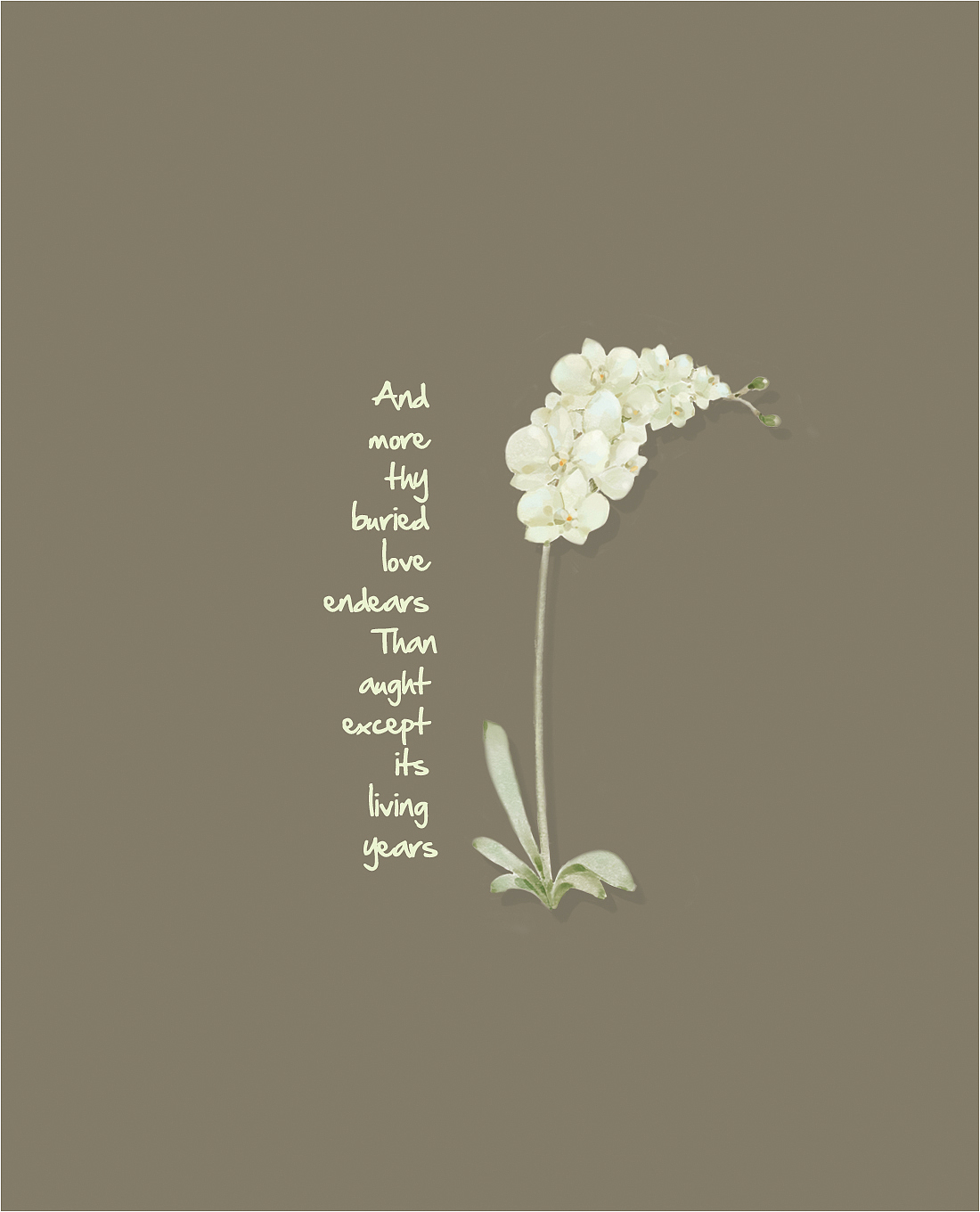 花间短歌 花卉插图