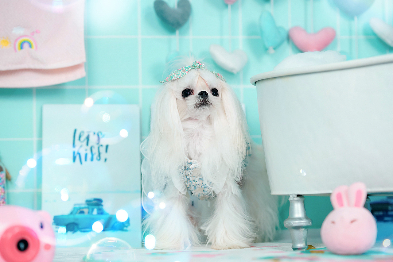 马尔济斯犬合集——宠爱拾光宠物摄影