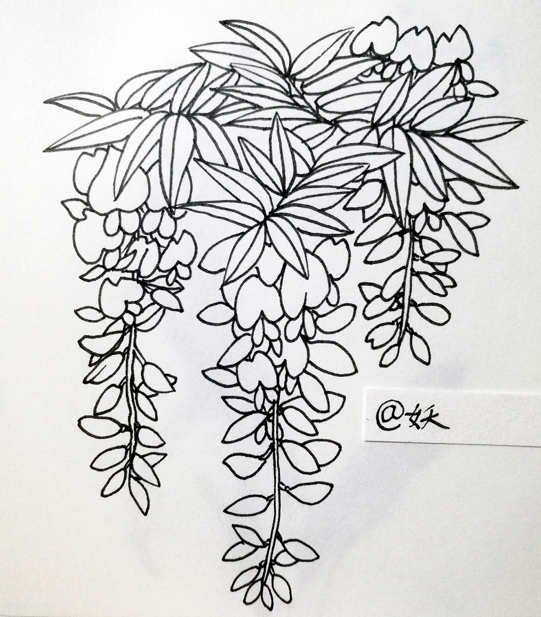 线描画简单 植物图片