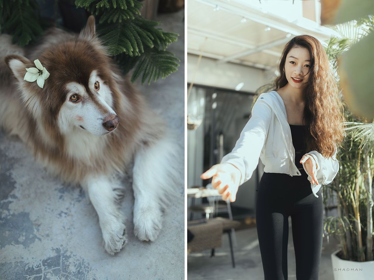 转阴后,晒太阳,大模带着她的🐶来看我