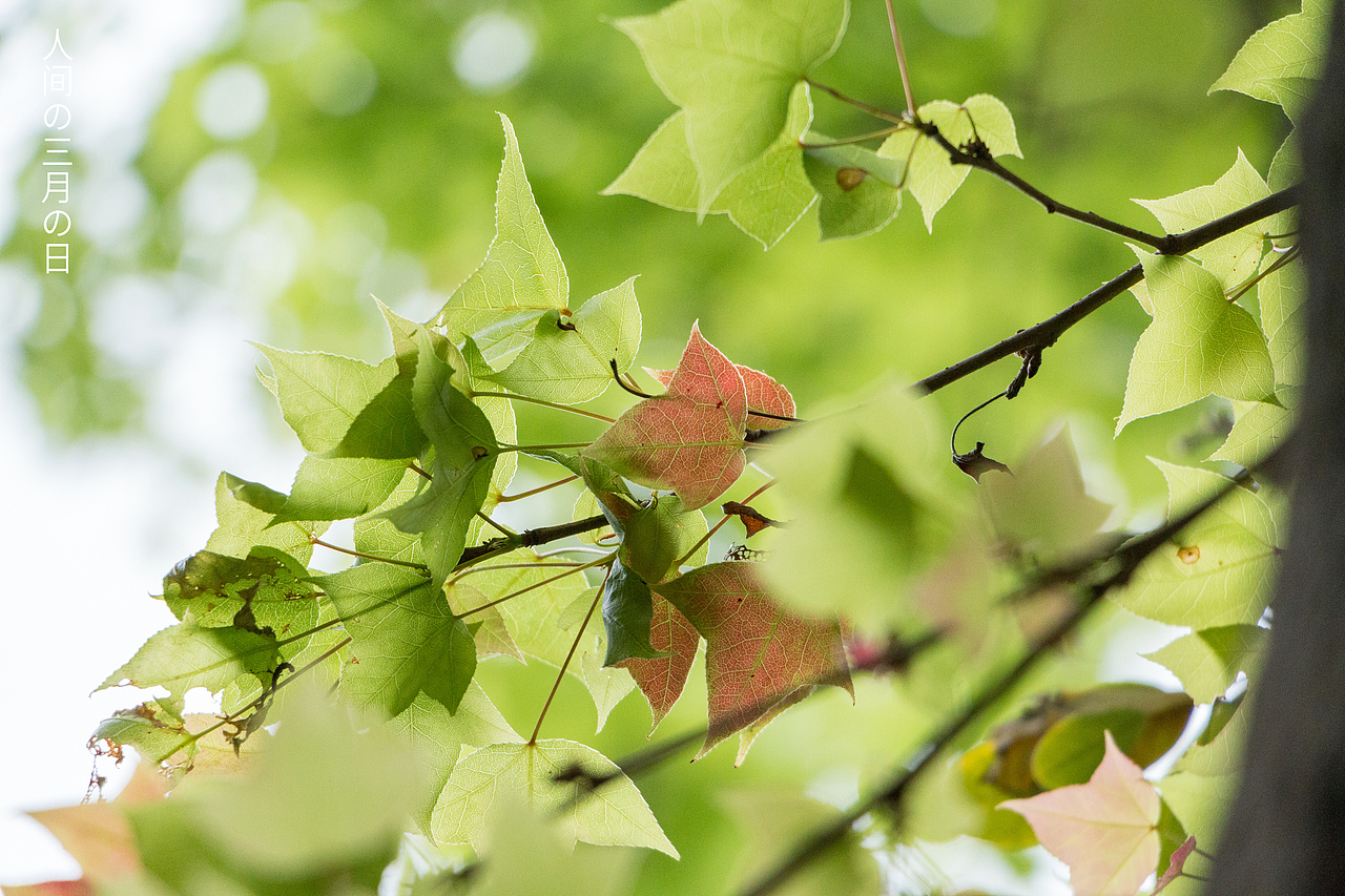 人间三月，枝头冒出了嫩叶，啊、是春天、、、（图ZMjA0Nzk0MzY4） - 风光摄影 - 站酷设计师Lemmy_原创素材 - 站酷ZCOOL