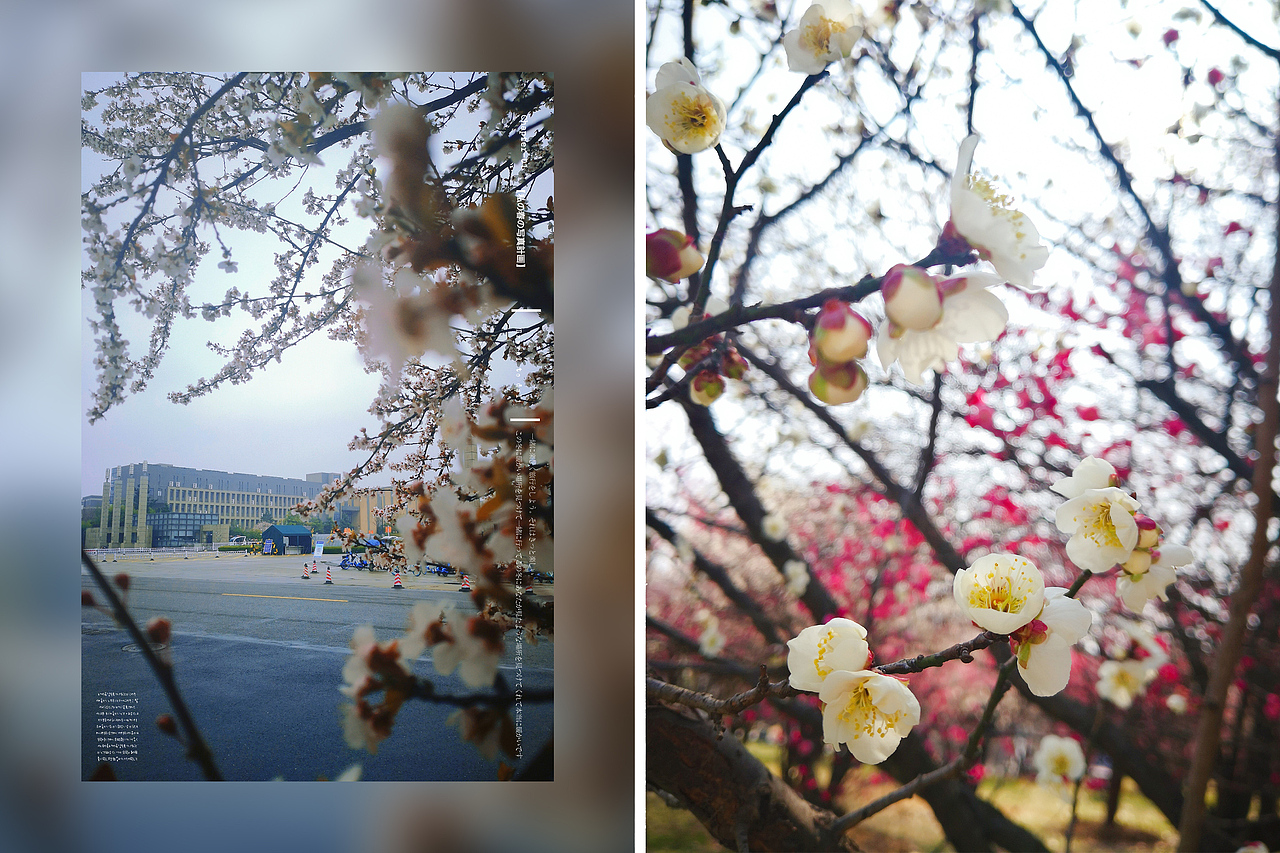 小梦的随手拍-第2期