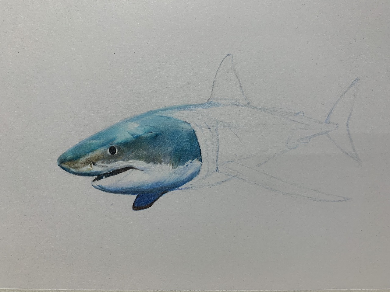 彩铅练习「鲨鱼」