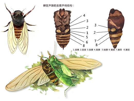 《蝉》试稿（个人主页-ZNTYyOTQwMDQ=） - 儿童插画 - 站酷设计师阁西原创素材 - 站酷ZCOOL
