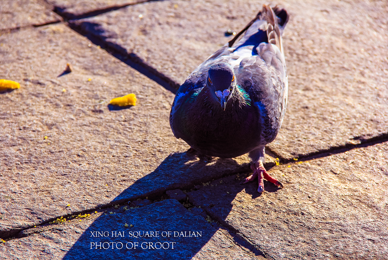 Love dalian（圖ZMzM2OTg3MzY=） - 風(fēng)光攝影 - 站酷設(shè)計(jì)師小樹and大靈原創(chuàng)素材 - 站酷ZCOOL