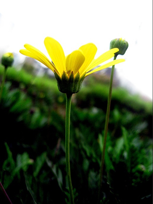 春之艳4（荣氏风尚原创）（图ZNTQ1NTQ4OA==） - 风光摄影 - 站酷设计师摩摩超人原创素材 - 站酷ZCOOL