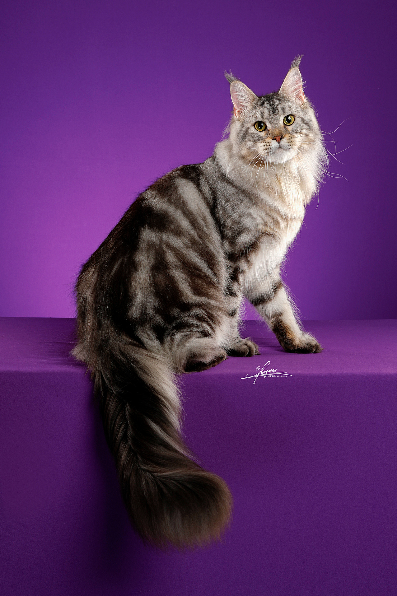 缅因库恩猫|摄影|宠物摄影|amyworks赛猫摄影 - 原创作品 - 站酷