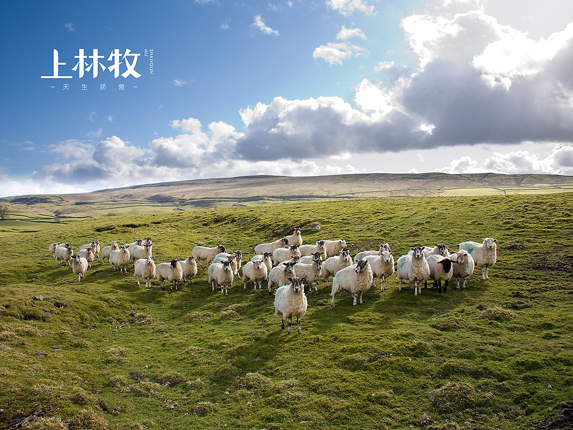 羊奶粉 纯羊奶包装设计