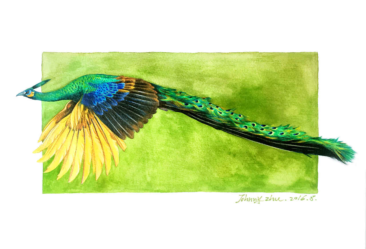 【去画那些最美的鸟儿】之绿孔雀
