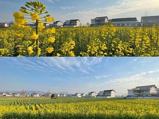 西安三月摄影师春天赏花旅行攻略