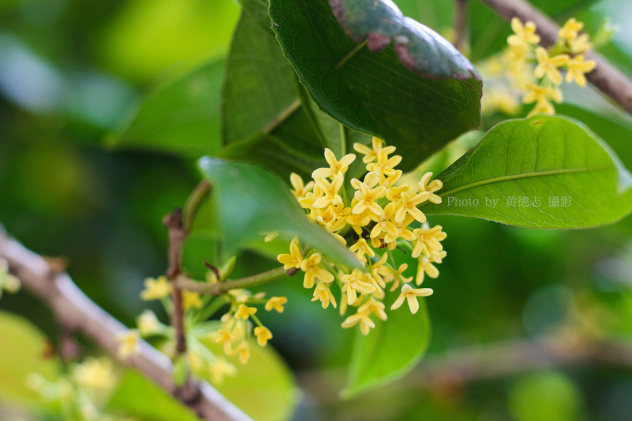 拍摄桂花（图ZMTAxMzM4MjQ4） - 产品摄影 - 站酷设计师黄德志原创素材 - 站酷ZCOOL