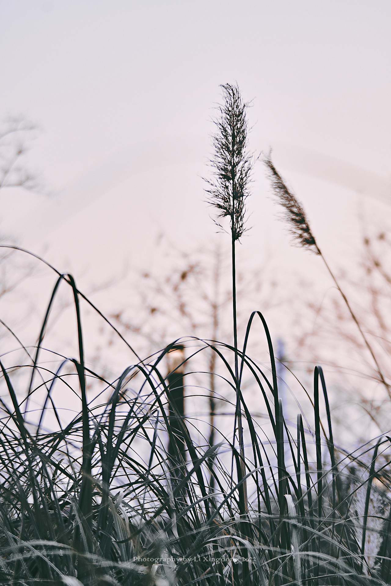芦苇 · 情侣