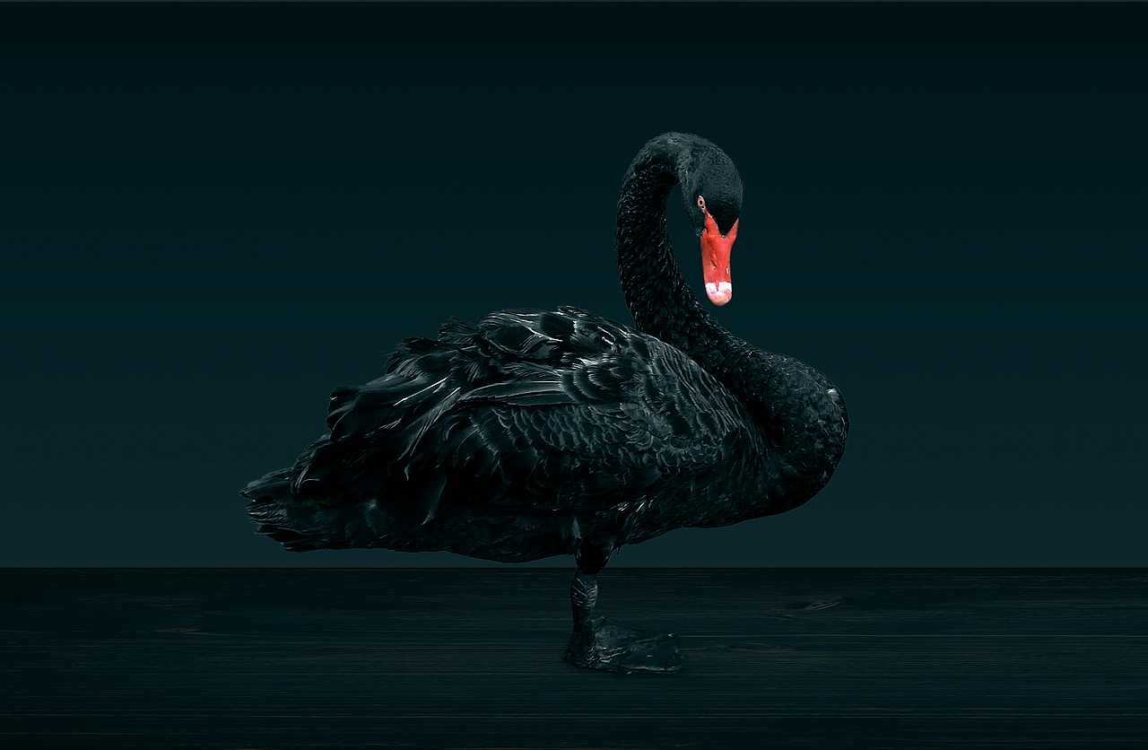 摄影-黑天鹅（图ZMTI2OTY3OTAw） - 宠物摄影 - 站酷设计师发酵的益生菌原创素材 - 站酷ZCOOL