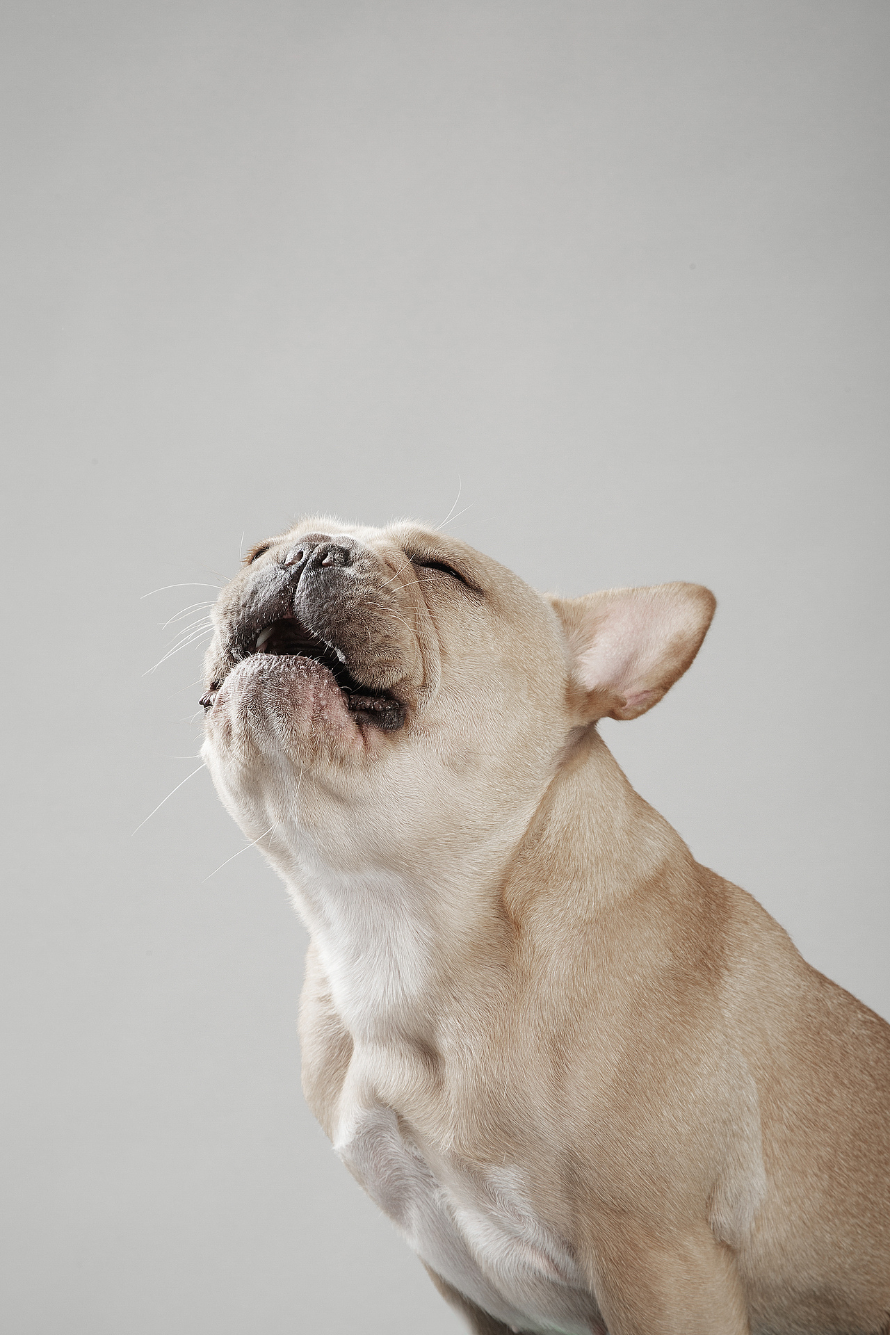 【動物照相館】合集