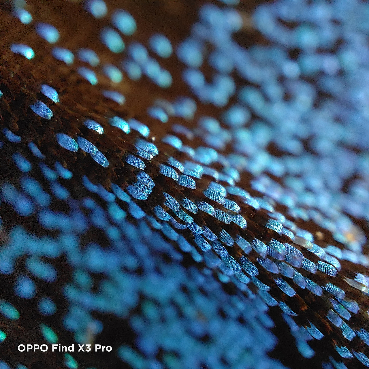 样张-oppo find x3 pro(显微镜)|摄影|产品摄影|澜星科技 - 原创作品