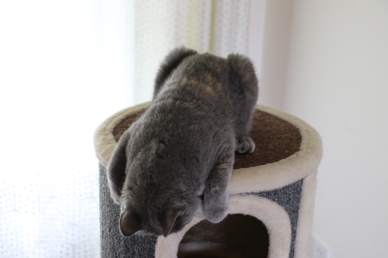 沐米猫舍 种猫MM-英短蓝乳色-阿萝-英国短毛猫