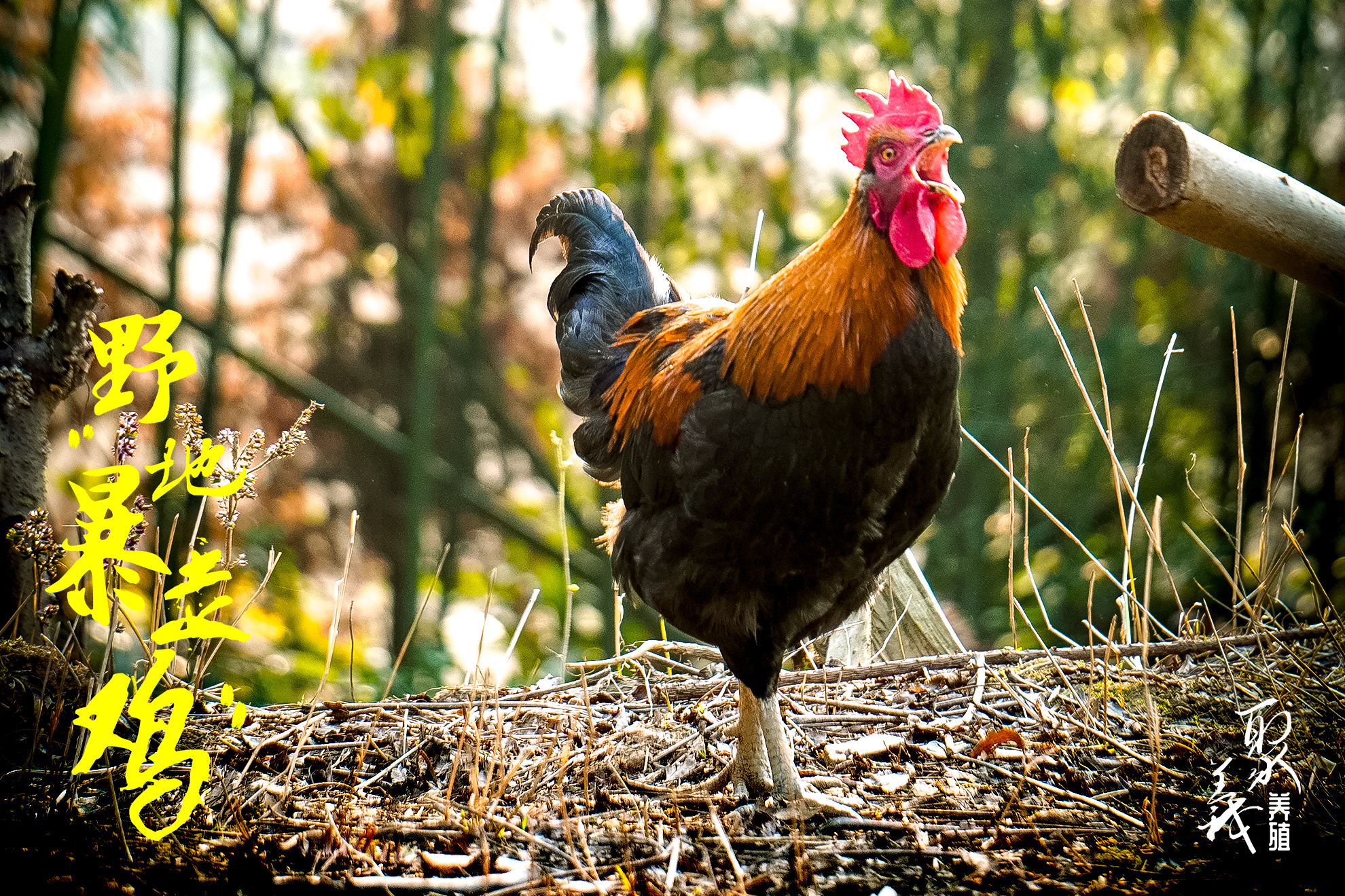 野地暴走鸡|摄影|动物|维科传媒 - 原创作品 - 站酷 (zcool)