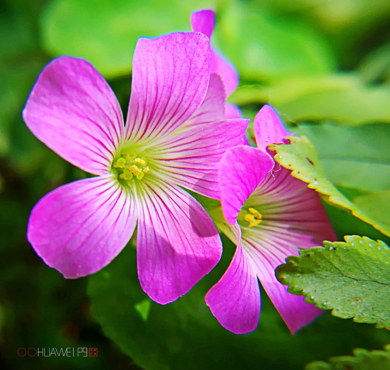 爱摄影爱生活【华为P9拍皂大体验】四月集（图ZNzY3OTk3NDQ=） - 人文/纪实摄影 - 站酷设计师醉墨吴周原创素材 - 站酷ZCOOL