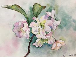 海棠花水彩練習