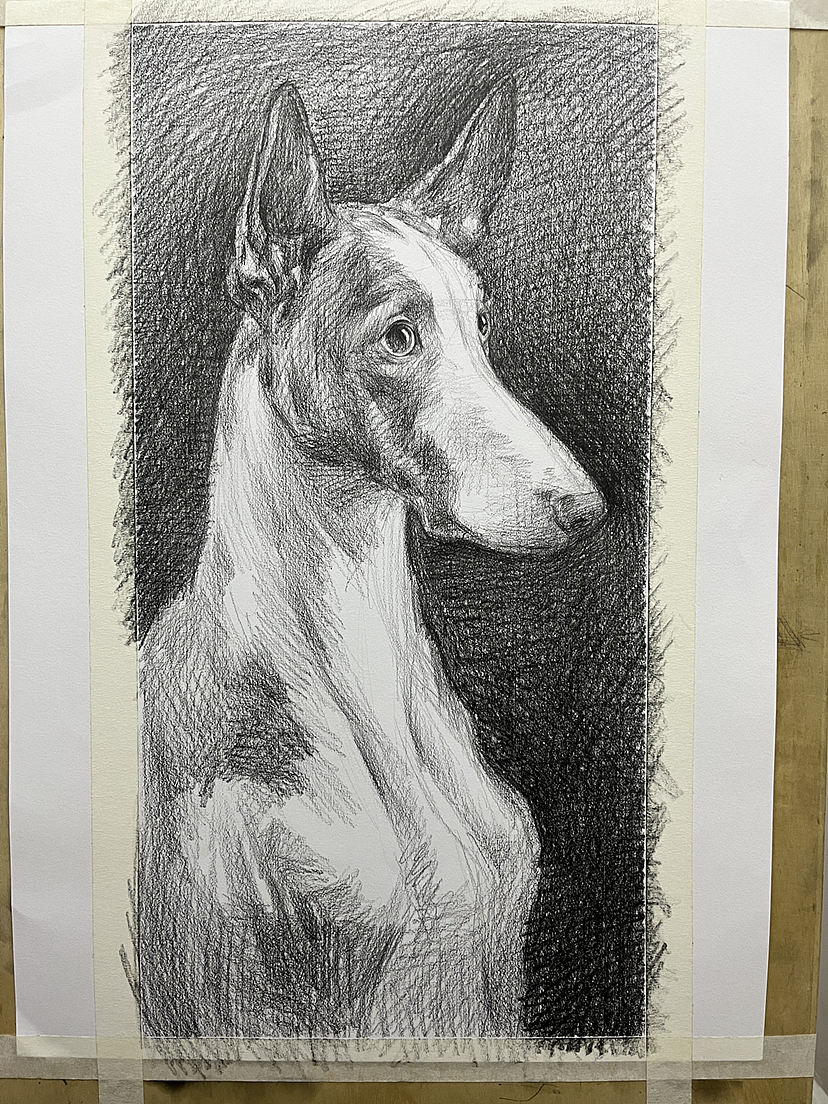 画了一条不知道叫什么的狗！（图ZMzM2NDcwMTc2） - 绘画 - 站酷设计师唐老师的素描课堂原创素材 - 站酷ZCOOL