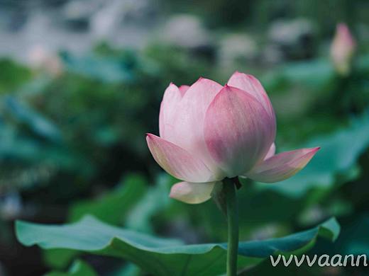 田田初出水，菡萏念嬌蕊（個人主頁-ZMzYxNTQ4MzI=） - 風(fēng)光攝影 - 站酷設(shè)計師vvvvaann原創(chuàng)素材 - 站酷ZCOOL