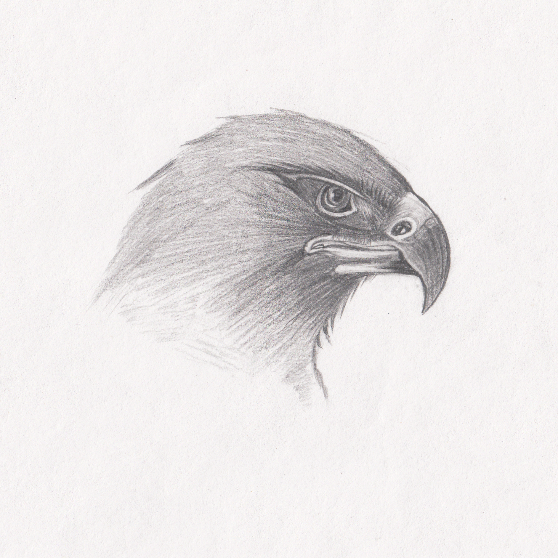 老鹰的素描画法图片