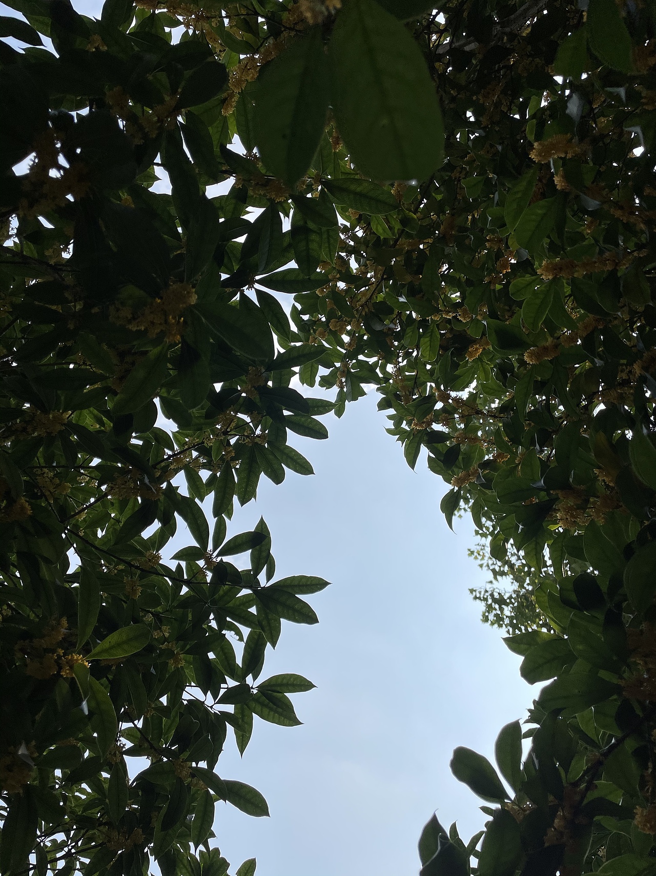 苏州的秋，太美