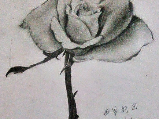 素描玫瑰一支（好早好早以前画的）
