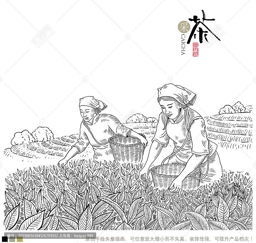 采茶女插画