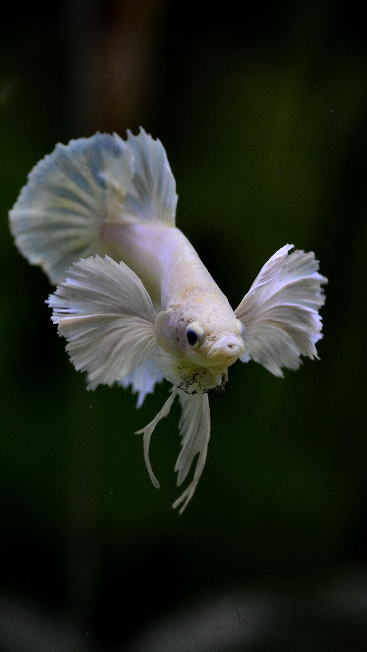 泰国斗鱼马尾狮王半月将军