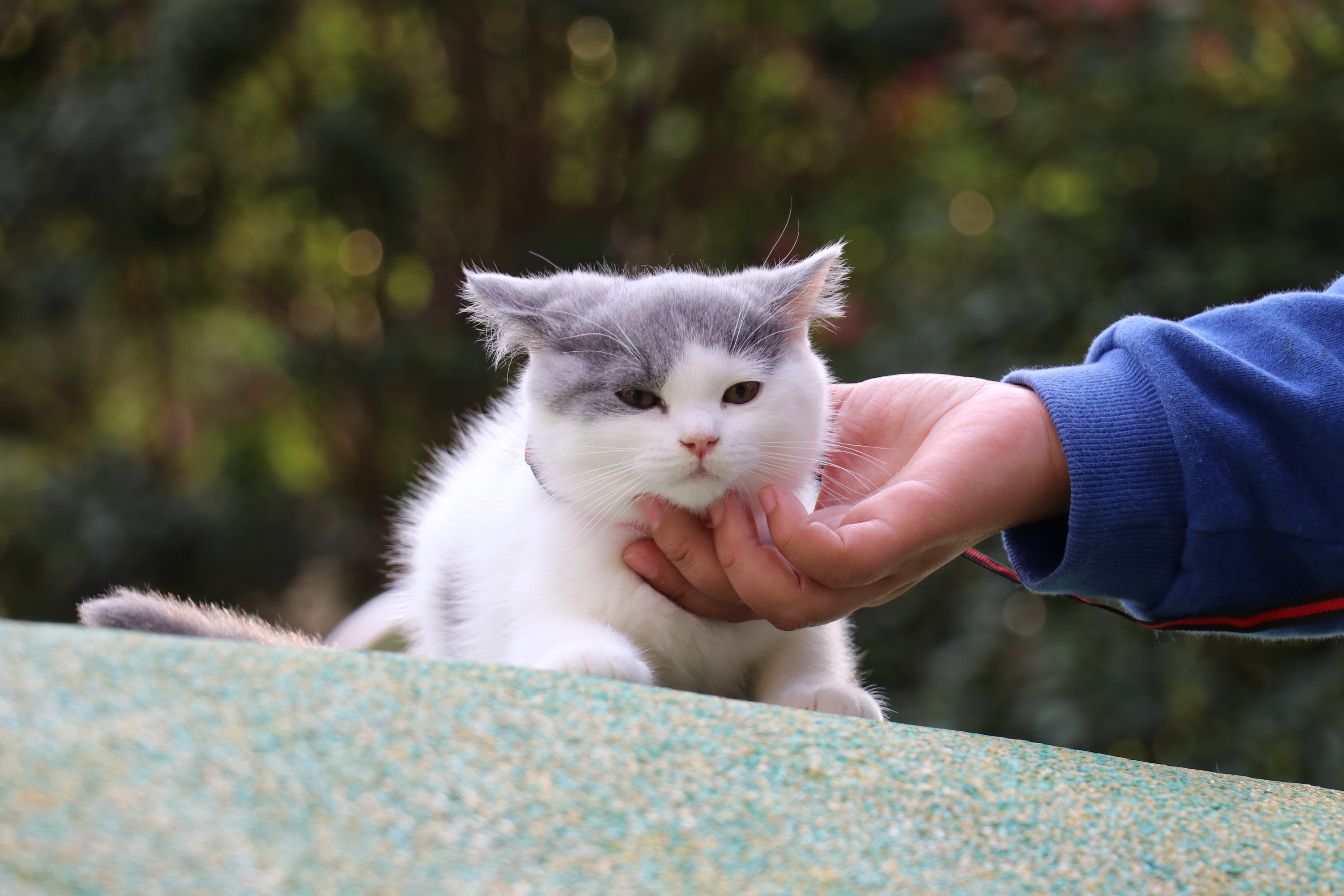 193-英短蓝白母红色脖圈 英短猫原创高清照片 蓝白英短