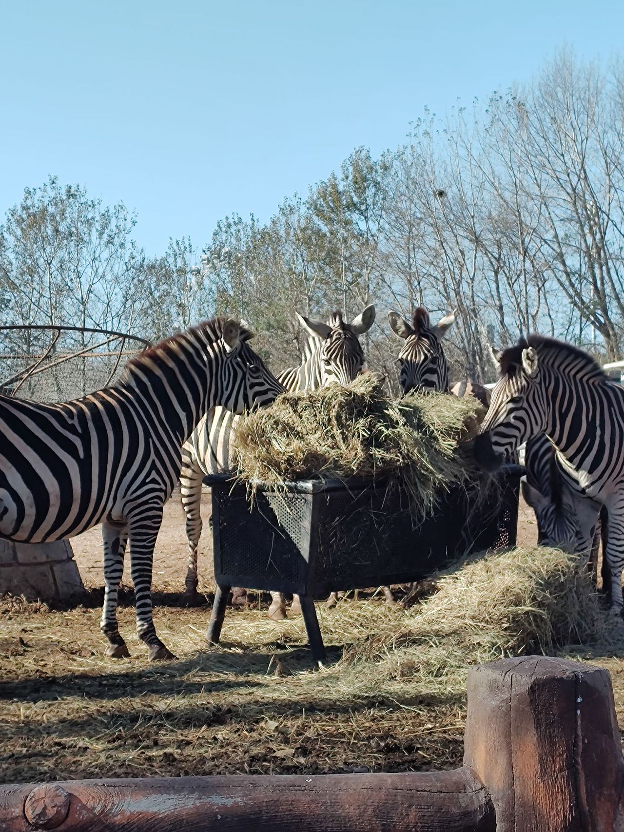 动物摄影，大连森林动物园（图ZMzU2MDMwODM2） - 风光摄影 - 站酷设计师南极洋原创素材 - 站酷ZCOOL