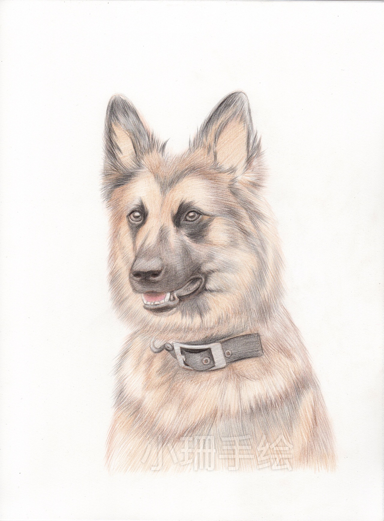 彩铅作品-德国牧羊犬