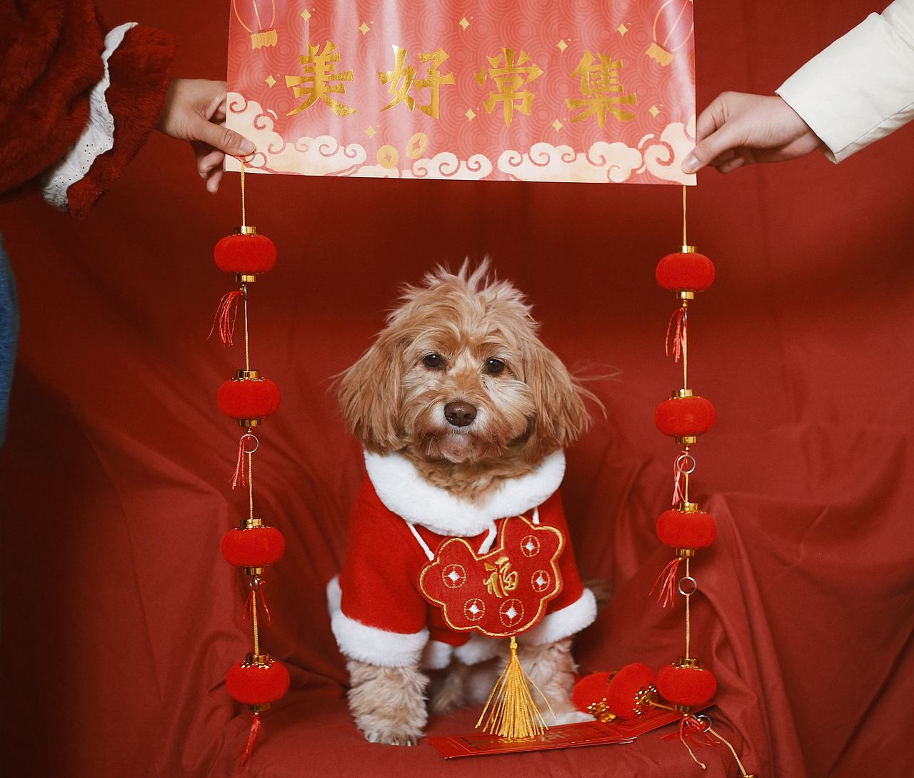 新年好运（图ZMjM5MTI1Mjgw） - 宠物摄影 - 站酷设计师跳跃的米豆原创素材 - 站酷ZCOOL