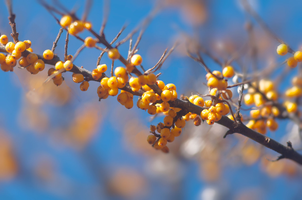 当地人用来浸酒,沙棘果实入药具有止咳化痰,健胃消食,活血散瘀之功效