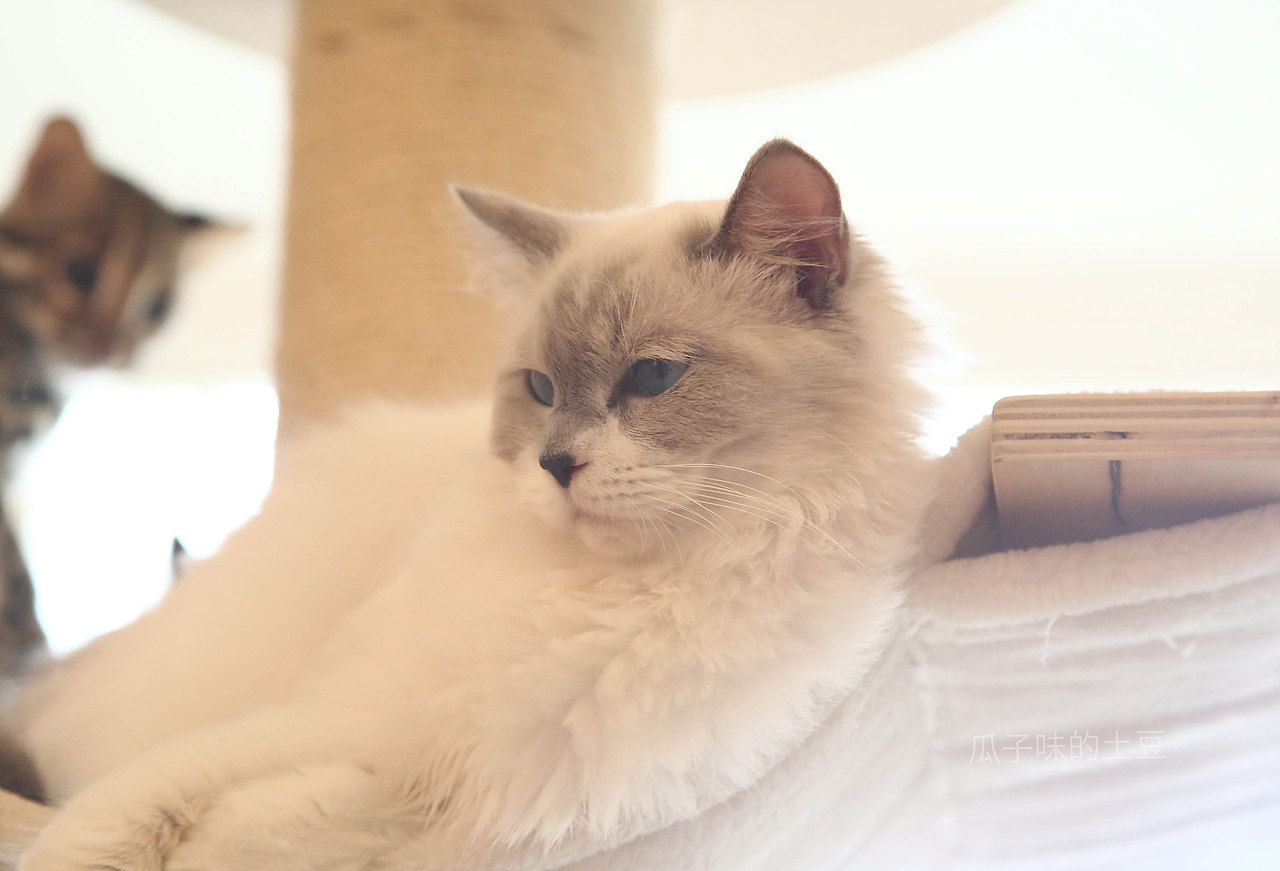 去貓咖玩的時候，隨手拍的。（圖ZMTY5ODA1NTQ4） - 寵物攝影 - 站酷設(shè)計師瓜子味的土豆原創(chuàng)素材 - 站酷ZCOOL