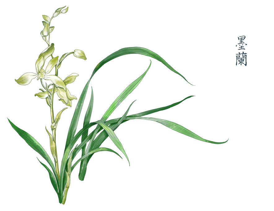 兰·兰花|插画|商业插画|花菇莉 - 原创作品 - 站酷 (zcool)
