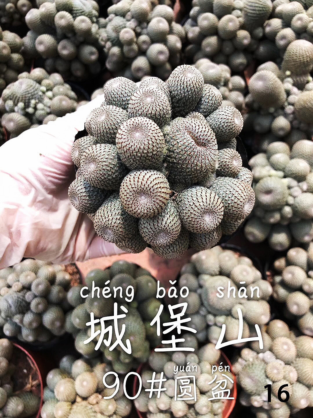 云南东南亚多肉绿植（图ZMTU1NDUxNjIw） - 产品摄影 - 站酷设计师绿植玩家原创素材 - 站酷ZCOOL