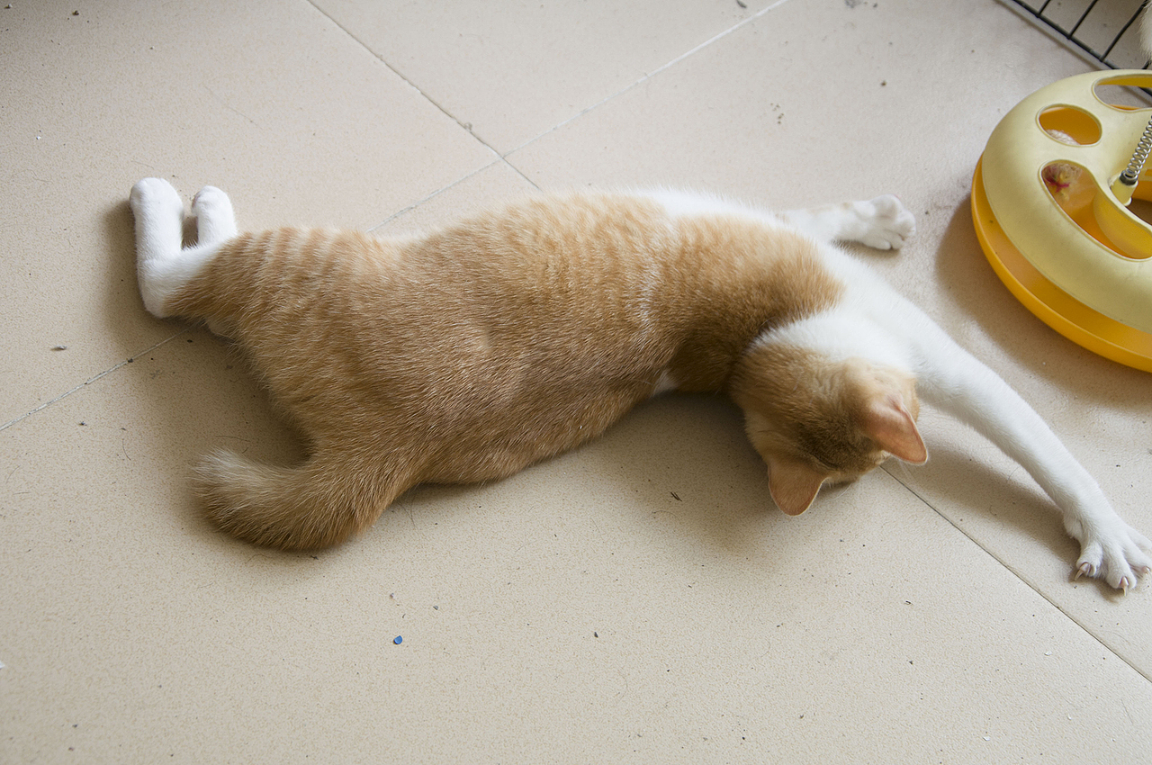 我家喵小奇。O(∩_∩)O哈哈~