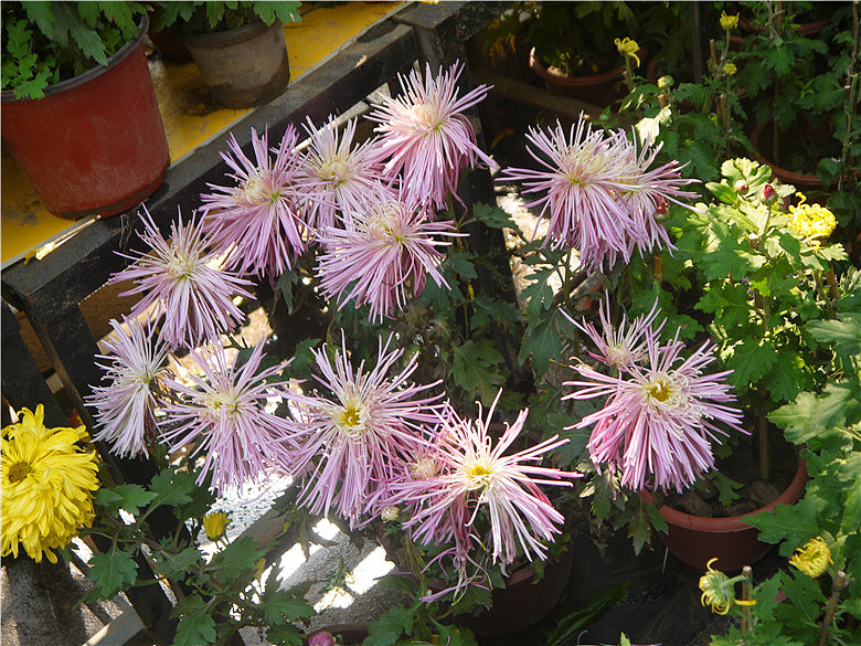 菊花（图ZMjE3MjAxNTI=） - 产品摄影 - 站酷设计师hkljb原创素材 - 站酷ZCOOL