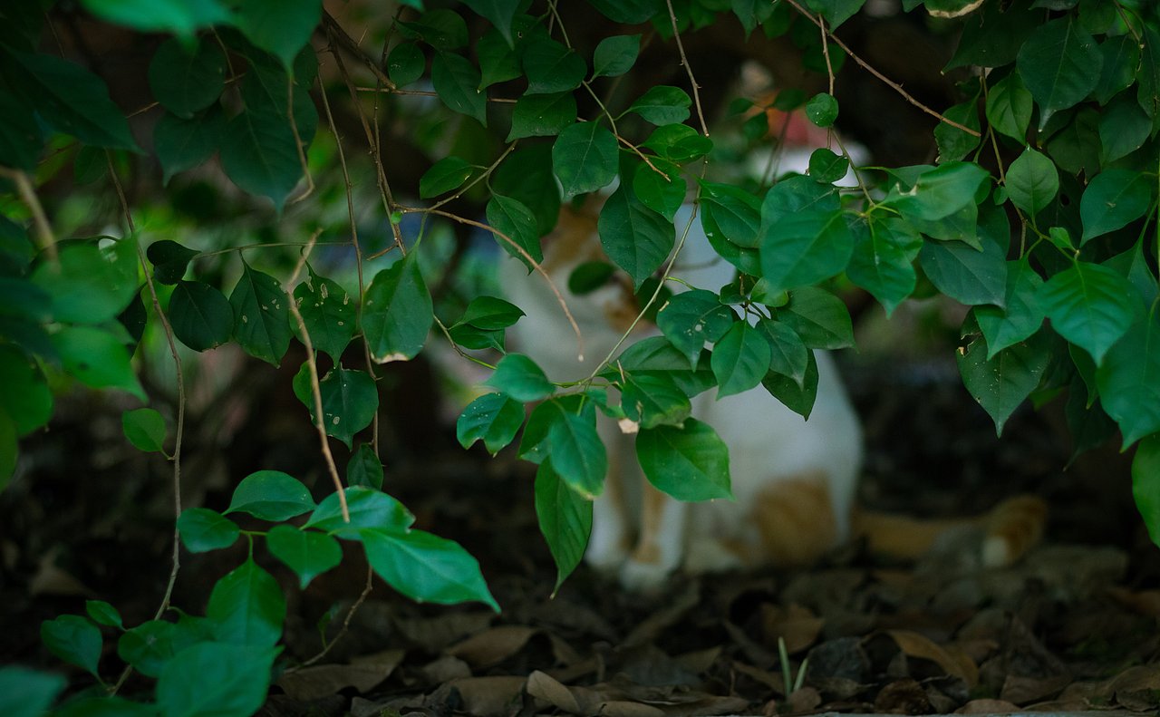 小姐姐&猫&抹茶