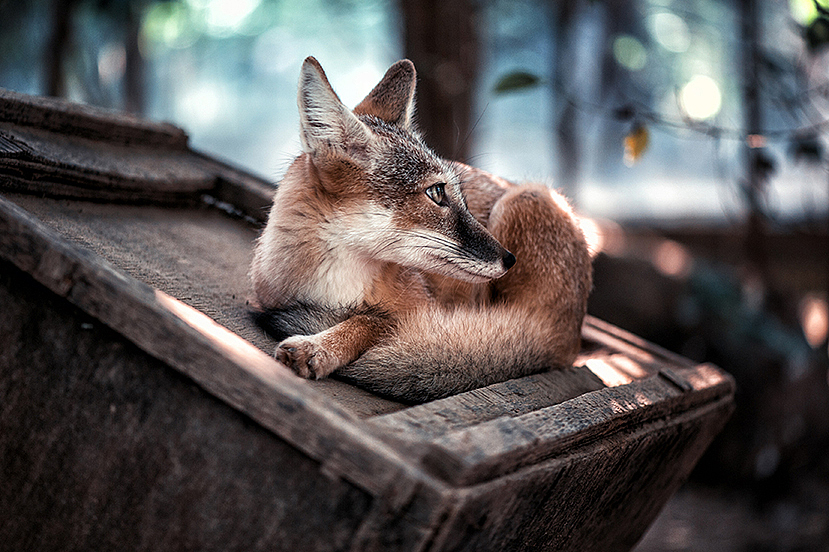 2013拍摄动物整理