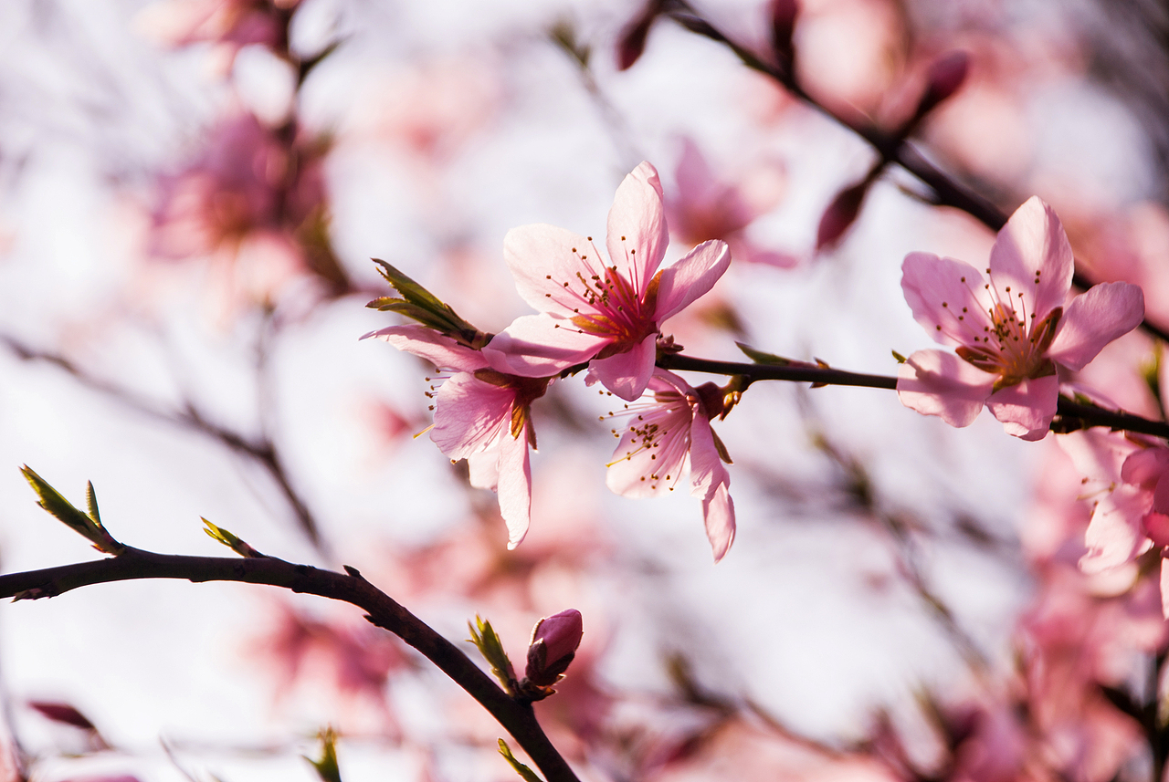 这些个梅花 、好像是在等着谁、不肯掉落
