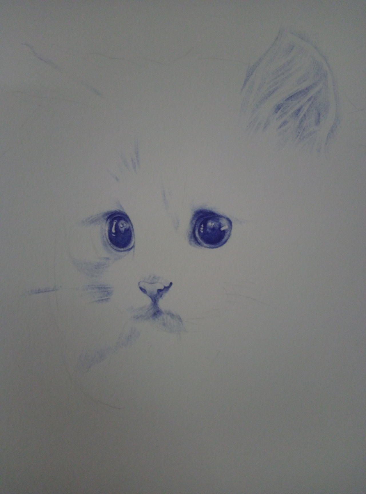 小猫咪手绘一枚