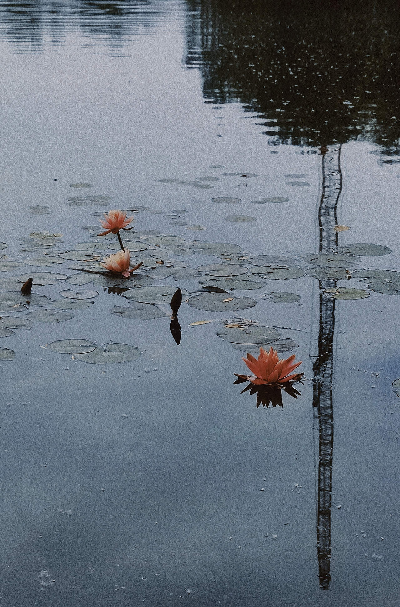 随手拍 第二集（图ZMzAxNzc4Mzc2） - 风光摄影 - 站酷设计师墨沫颜原创素材 - 站酷ZCOOL