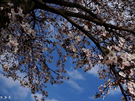 樱花盛开时...